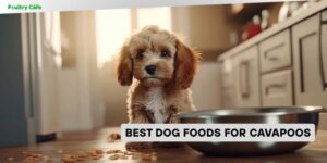 best dog foods for cavapoos