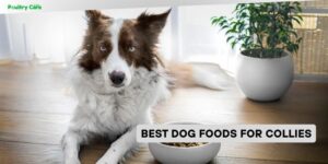 best dog foods for collies