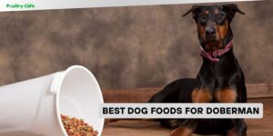 best dog foods for doberman