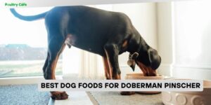 best dog foods for doberman