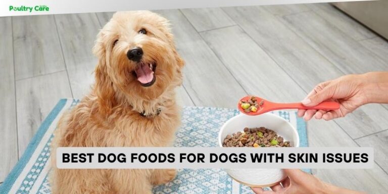 Top Rated Natural Prebiotic Dog Food Brands For Skin Issues photo