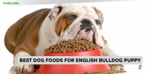 best dog foods for english bulldog puppy