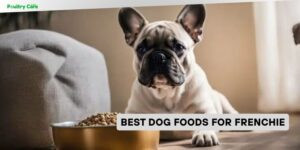 best dog foods for frenchie
