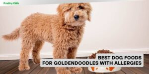 best dog foods for goldendoodles with allergies