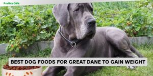 best dog foods for great dane to gain weight