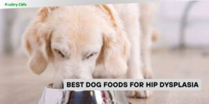 best dog foods for hip dysplasia