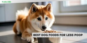 best dog foods for less poop