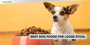 best dog foods for loose stool