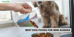 best dog foods for mini aussies