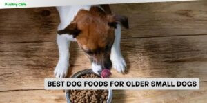best dog foods for older small dogs