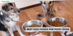 best dog foods for picky dogs