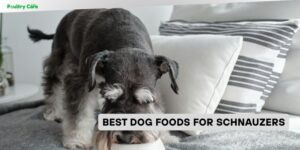 best dog foods for schnauzers