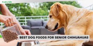 best dog foods for senior chihuahuas