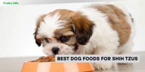 best dog foods for shih tzus