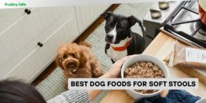 best dog foods for soft stools