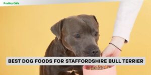 best dog foods for staffordshire bull terrier