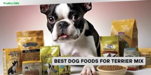 best dog foods for terrier mix