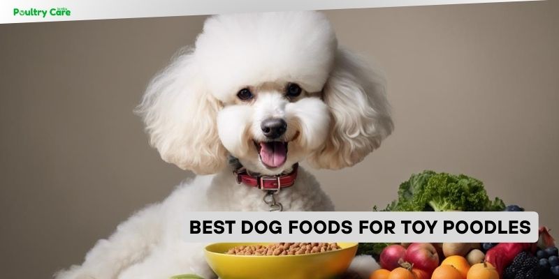 best dog foods for toy poodles