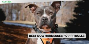 best dog harnesses for pitbulls