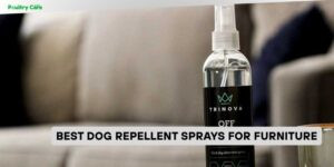 best dog repellent sprays for furniture