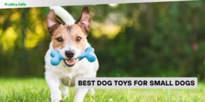best dog toys for small dogs