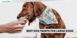 best dog treats for large dogs