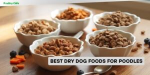 best dry dog foods for poodles