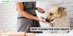 best flours for dog treats