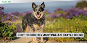best foods for australian cattle dogs