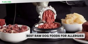 best raw dog foods for allergies