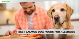 best salmon dog foods for allergies