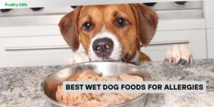 best wet dog foods for allergies