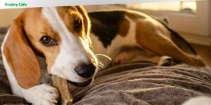 are dental chews good for dogs