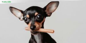 are dental sticks good for dogs