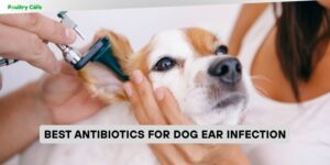 best antibiotics for dog ear infection