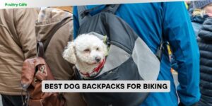 best dog backpacks for biking