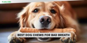 best dog chews for bad breath