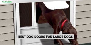best dog doors for large dogs
