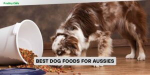best dog foods for aussies