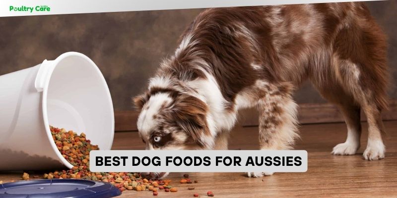 best dog foods for aussies