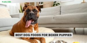 best dog foods for boxer puppies