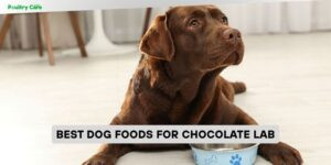 best dog foods for chocolate lab