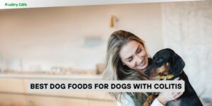 best dog foods for dogs with colitis