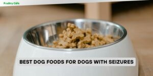 best dog foods for dogs with seizures
