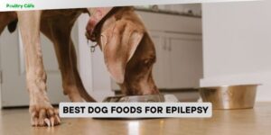 best dog foods for epilepsy