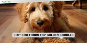best dog foods for golden doodles