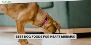 best dog foods for heart murmur
