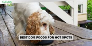 best dog foods for hot spots