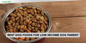 best dog foods for low income dog parent