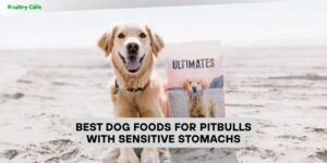 best dog foods for pitbulls with sensitive stomachs